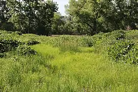 Swale and marsh area