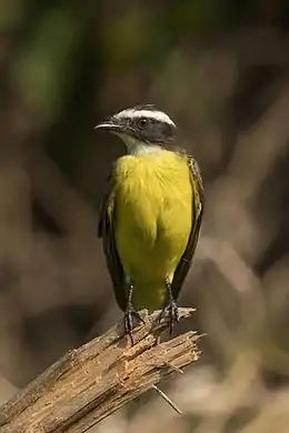 Rusty-margined flycatcher (Myiozetetes cayanensis hellmayri).jpg