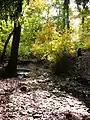 Stream in Rutgers Gardens