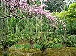 Daisugi trees at the gardens