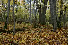 Autumn forest