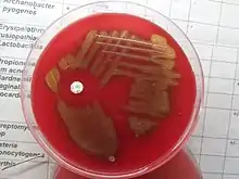 Streptococcus pneumoniae: small colonies with raised edges displaying alpha-hemolysis on blood agar: 223 