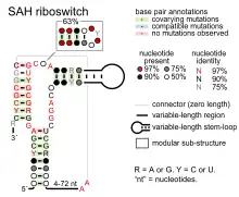 SAH riboswitch:  Secondary structure for the riboswitch marked up by sequence conservation. Family RF01057.