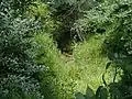 Simonson Brook at Morrison Ave, a small stream flowing through wetlands