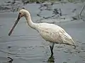 Immature Eurasian spoonbill, Bundala National Park