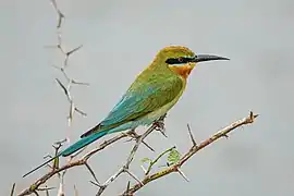 In the Bundala National Park, Sri Lanka