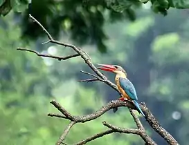 Stork-billed kingfisher