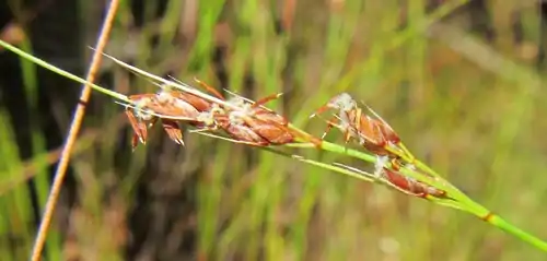 Flowering head with anthers and stigmas