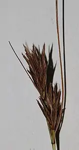 Inflorescence (flowering head)