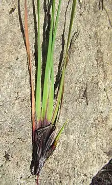 Base of flowering stems (culms)