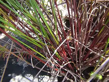 Base of flowering stems (culms)