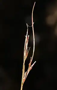 Flowering head