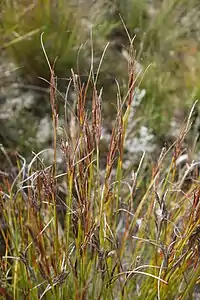 Flowering heads (inflorescences)