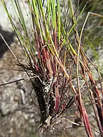 Bases of flowering stems (culms)