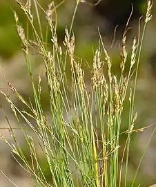 Flowering heads