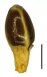 Nutlet (the black scale bar represents 1 mm)