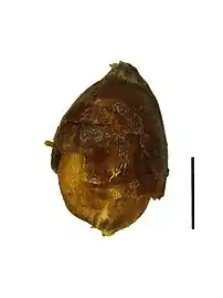 Nutlet (the black scale bar represents 1 mm)