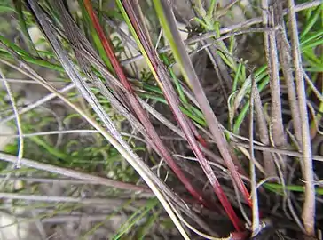 Bases of flowering stems (culms)