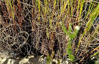 Bases of flowering stems