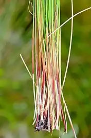 Bases of flowering stems (culms)