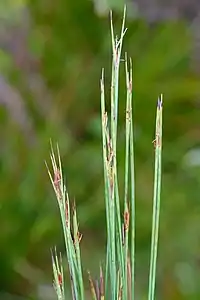 Flowering heads (inflorescences)