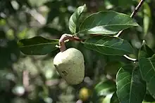 Saba senegalensis unripe fruit