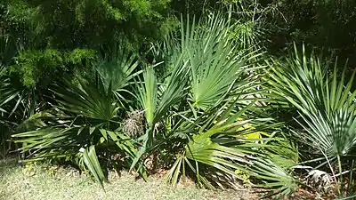 Sabal minor grouping in natural setting.