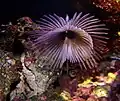 Sabellastarte sp. (feather duster worm) with radioles extended