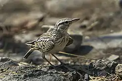 C. s. herero in Etosha National Park, Namibia(large-billed)