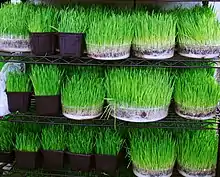 Wheatgrass, one of the items of Haft-sin.