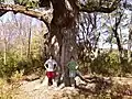 Sacred Oak Tree with visitors for size comparison.