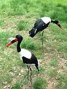 Saddle-billed Stork.