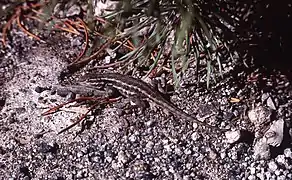 Sagebrush Lizard