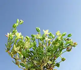 Inflorescence