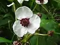 Sagittaria sagittifolia