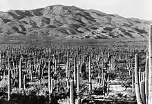 Hundreds of saguaro cacti and many other desert plants grow on a flat plain at the base of an apparently barren mountain.