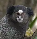 Sagui