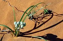 three plants of different species grow in deep sand