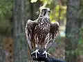 Captive, Carolina Raptor Center, United States