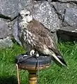 Captive bird, Chew Valley Lake, England