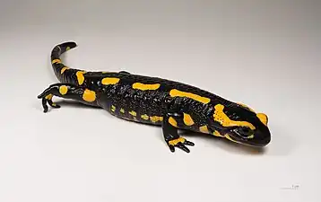 Image 5Fire salamanderPhoto: ArchaeodontosaurusThe fire salamander (Salamandra salamandra) is a European salamander species with a long lifespan. These nocturnal animals generally eat various insects, spiders, earthworms and slugs, but they also occasionally eat newts and young frogs.More selected pictures