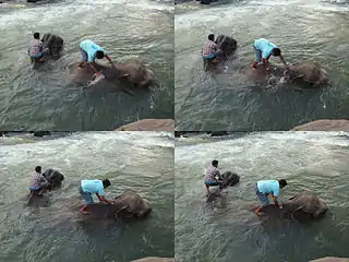 Elephant bath in the Tatlo River