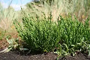 green fleshy plant