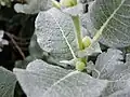 Upper surface of leaf, also showing stipules