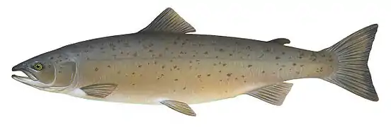 Drawing of Atlantic salmon