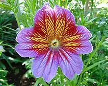 Salpiglossis sinuata close up of single flower,showing characteristic paunch-like reticulation.