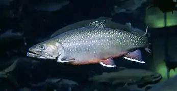 Image 3The brook trout is native to small streams, creeks, lakes, and spring ponds. (from River ecosystem)