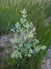 Wild Salvia Tingitana in Behbahan, Iran