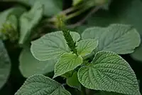 Foliage and flower spike