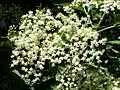 Sambucus nigra or elder(cymose corymb)